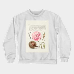 Antique 16th Century Calligraphy with Fauna and Flora Crewneck Sweatshirt